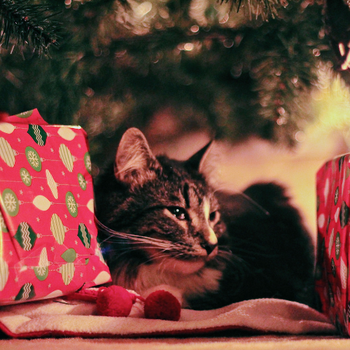 November Magie – Samen toeleven naar Sinterklaas & Kerst 🎄